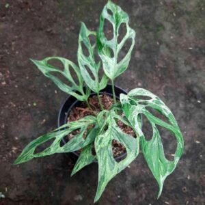 Monstera Adansonii Mint Variegata