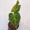 Philodendron Verrucosum - Gambar 3