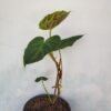 Philodendron Verrucosum - Gambar 4