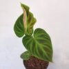 Philodendron Verrucosum - Gambar 2