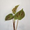 Philodendron Verrucosum - Gambar 5