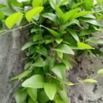 Cincau Hijau Jelly Merambat