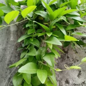 Cincau Hijau Jelly Merambat