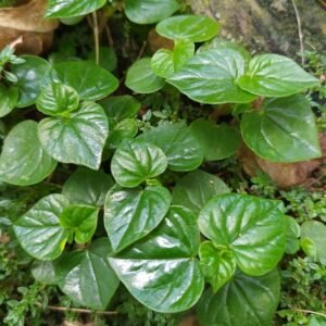 Sirih Cina (Peperomia Pellucida)