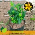Melati Rambat Kuning