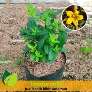 Melati Rambat Kuning