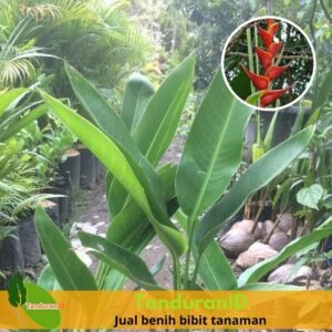 Heliconia ( Pisang Hias )