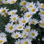 Aster Pikok Putih