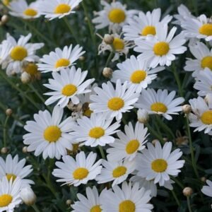 Aster Pikok Putih