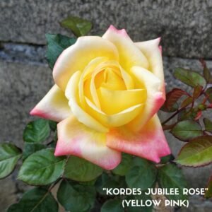 Mawar Impor Kordes Jubilee (Yellow Pink)