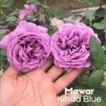 Mawar Impor Kinda Blue