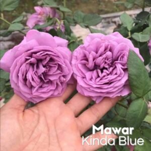 Mawar Impor Kinda Blue