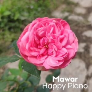 Mawar Impor Happy Piano