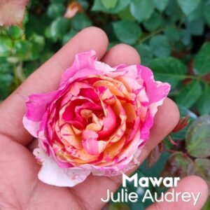 Mawar Impor Julie Audrey
