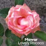 Mawar Impor Lovely Rococo