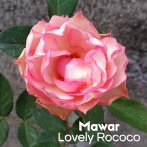 Mawar Impor Lovely Rococo