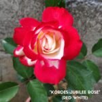 Mawar Impor Kordes Jubilee (Red White)
