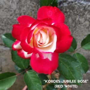 Mawar Impor Kordes Jubilee (Red White)