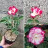 Mawar Impor Kordes Jubilee (Red White) - Gambar 3