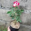 Mawar Impor Kordes Jubilee (Red White) - Gambar 2