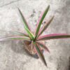 Bromelia Hijau Garis Pink - Gambar 2