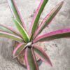 Bromelia Hijau Garis Pink - Gambar 3