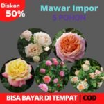 Paket Mawar Impor English Rose (5 Pohon)
