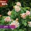 Paket Mawar Impor English Rose (5 Pohon) - Gambar 6