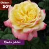 Paket Mawar Impor English Rose (5 Pohon) - Gambar 4