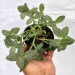 Fittonia Snow White