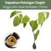Markisa Manis - Gambar 2