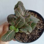 Fittonia Pink
