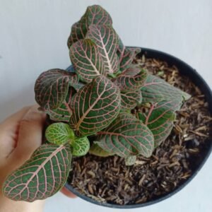 Fittonia Pink
