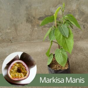 Markisa Manis