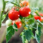 Tomat Cherry