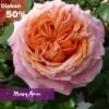 Paket Mawar Impor English Rose (5 Pohon) - Gambar 3