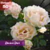 Paket Mawar Impor English Rose (5 Pohon) - Gambar 2