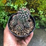 Kaktus Mammillaria Backebergiana