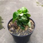 Hoya Compacta Curly