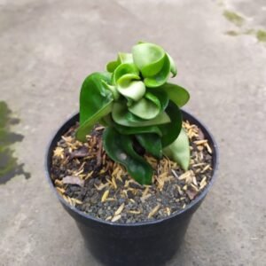 Hoya Compacta Curly