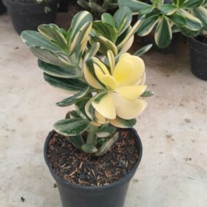 Golden Jade Tree
