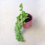 Jade Plant Gantung / Trailing Jade