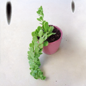 Jade Plant Gantung / Trailing Jade