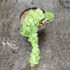 Jade Plant Gantung / Trailing Jade - Gambar 2