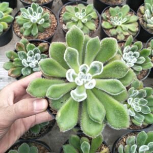 Sukulen Echeveria Doris Taylor