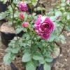 Mawar Scented Jewel - Gambar 3