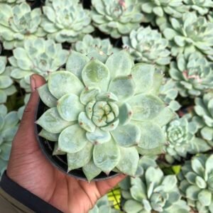 Sukulen Echeveria Chihuahua