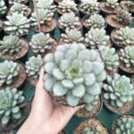 Sukulen Echeveria Graptoveria Amethorum