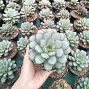 Sukulen Echeveria Graptoveria Amethorum