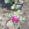 Mawar Scented Jewel - Gambar 2
